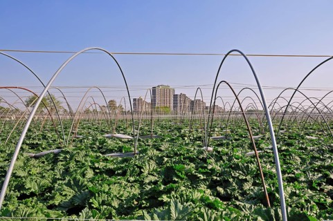 Vegetable growing, behind it the high-rise apartment blocks KölnBerg, a socially deprived