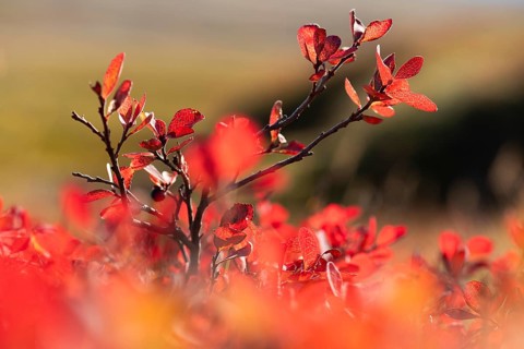 Reddish discoloured leaves on a shrub, bilberry or blueberry (Vaccinium myrtillus), autumn,