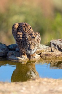 Iberian lynx (Lynx pardinus), drinking water at the waterhole, Hides De Calera / Lynx Hide, Calera