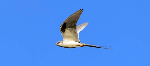 Swallow-tailed Kite, (Chelictinia riocourii), also Scissor-tailed Kite, African Swallow-tailed