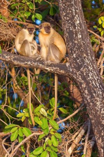 Green monkey (Chlorocebus sabaeus), guenon family, Janjabureh boat trip, Janjabureh, South Bank,