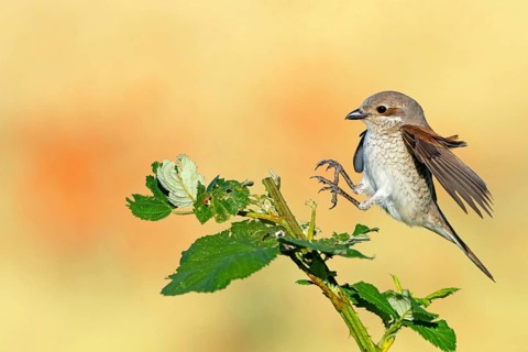 Red-backed shrike (Lanius collurio), female with prey, Hockenheim, Baden-Württemberg, Germany,