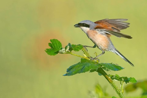 Red-backed shrike, red-backed shrike, thorn-backed shrike, family of shrikes, (Lanius collurio),