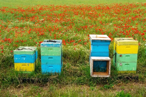 Beehives, beekeeping in a cornfield with blooming poppies, near Warstein, Sauerland, North
