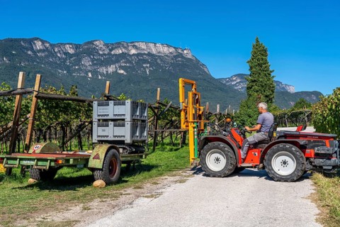 Apple-growing region in the Adige Valley, South Tyrol, large areas under cultivation, in South