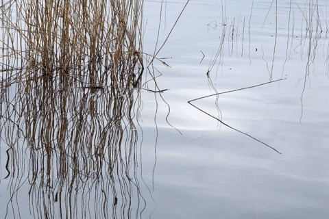 Reeds with reflection, Müritz National Park, Mecklenburg Lake District, Mecklenburg,