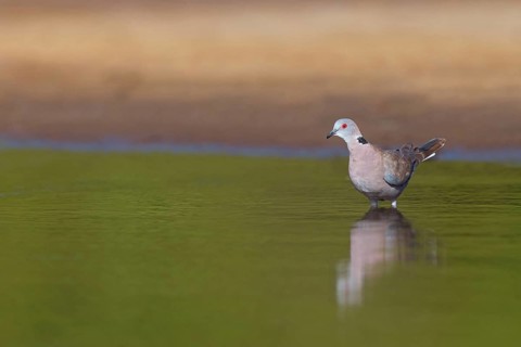 Mourning collared dove (Streptopelia decipiens), Lamin rice fields, Abuko, South Bank, Gambia,