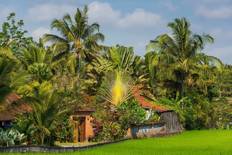 Resort in the rice paddies, residential house, architecture, travel, tourism, Ubud in Bali,