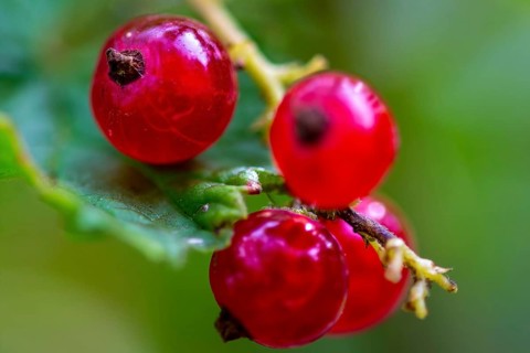 Ripe redcurrants on the bush