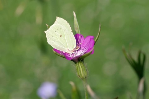 Brimstone (Gonepteryx rhamni), macro, butterfly, corn cockle, flower, The lemon butterfly sucks