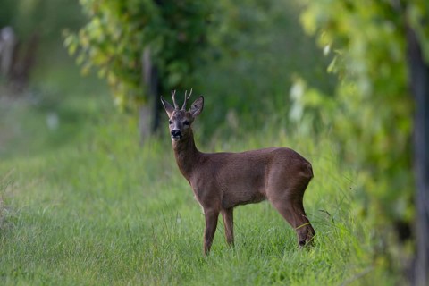 Roebuck in summer, leaf time, Wittlich, Rhineland-Palatinate, Germany, Europe
