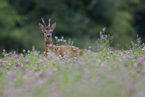 Roebuck in the clover field, Wittlich, Rhineland-Palatinate, Germany, Europe