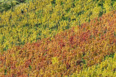 Vineyards in autumn, Rotenberg, Stuttgart, Baden-Württemberg, Germany, Europe