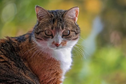 Cat, European Shorthair, domestic cat (Felis catus), tricoloured, portrait, Baden-Württemberg,