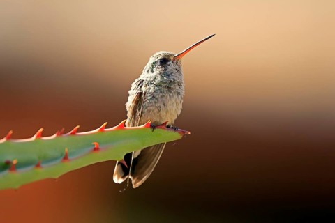 Broad-billed hummingbird (Cynanthus latirostris), adult, female, in perch, Sonoran Desert, Arizona,