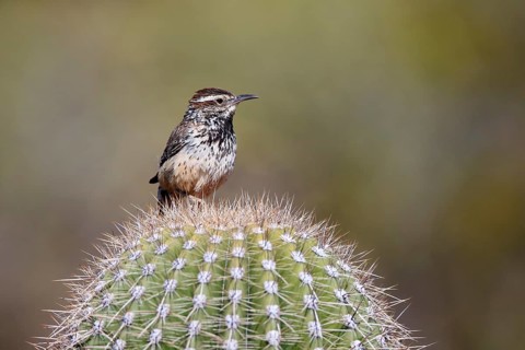 Cactus wren (Campylorhynchus brunneicapillus), adult, on cactus, Sonoran Desert, Arizona, North
