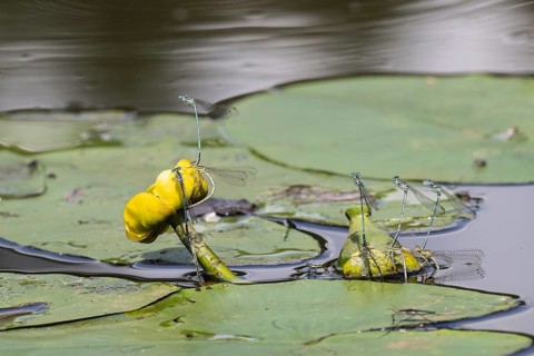 Azure damselflies (Coenagrion puella) laying eggs, Emsland, Lower Saxony, Germany, Europe
