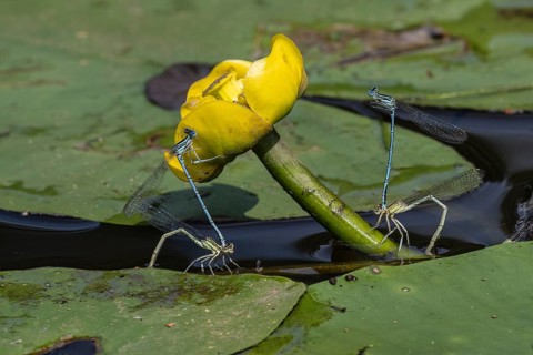 Azure damselflies (Coenagrion puella) laying eggs, Emsland, Lower Saxony, Germany, Europe