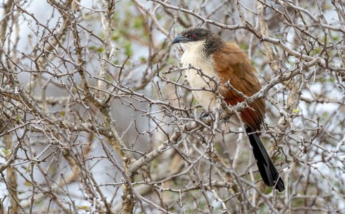 Burchell's coucal (Centropus burchellii) sitting on a branch, Kruger National Park, South Africa,