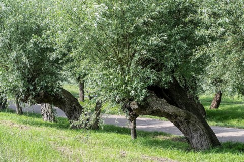 Old pollarded willow, willow (Salix viminalis), Poel Island, Mecklenburg-Western Pomerania,