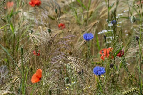 Poppy flower (Papaver Rhoeas) and cornflower (Centaurea cyanea), Mecklenburg-Vorpommern, Germany,