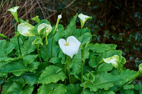 Calla lily (Calla palustris) blooming in spring, Victoria, Australia, Oceania
