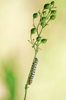 Upper Lusatian heath and pond landscape, brown-rooted monk caterpillar, June, Saxony, Germany,