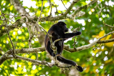 Mantled howler (Alouatta palliata) sitting in a tree, Cahuita National Park, Costa Rica, Central