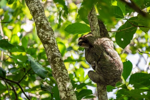 Brown-throated sloth (Bradypus variegatus) on a branch, Cahuita National Park, Costa Rica, Central
