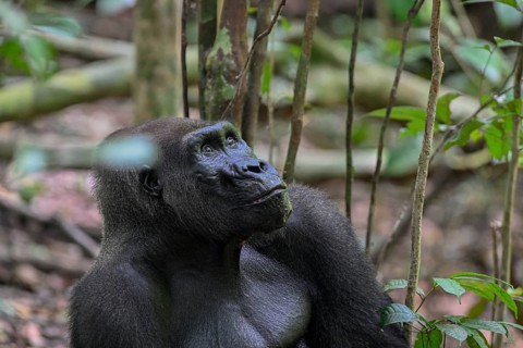 Western lowland gorilla (Gorilla gorilla gorilla), male animal, silverback, Loango National Park,