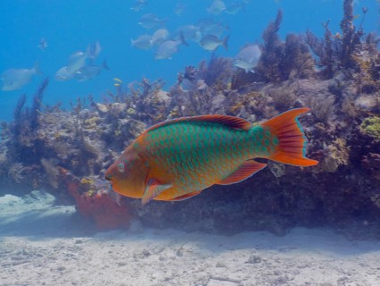 A large, colourful tropical fish, rainbow parrotfish (Scarus guacamaia), swims near a coral reef.