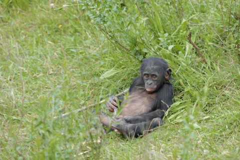 Bonobo or bonobo (Pan paniscus), juvenile, captive, occurring in the Congo