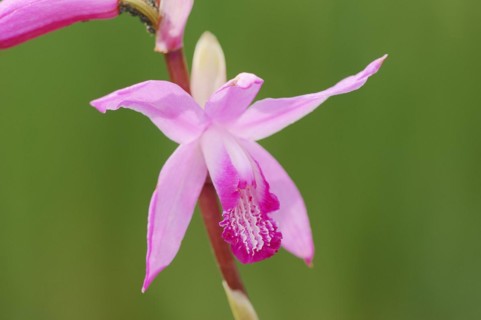 Japanese orchid or Chinese orchid (Bletilla striata, Bletia striata), flower, ornamental plant,