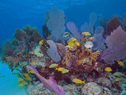 Yellow Haemulinae in a colourful coral reef with common sea fan (Gorgonia ventalina) . Dive site