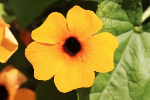 Black-eyed susan vine (Thunbergia alata), flower, ornamental plant, North Rhine-Westphalia,