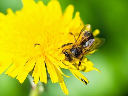 European Honey Bee, Apis mellifera, bee on yellow flowers of Common Sowthistle, Sonchus arvensis