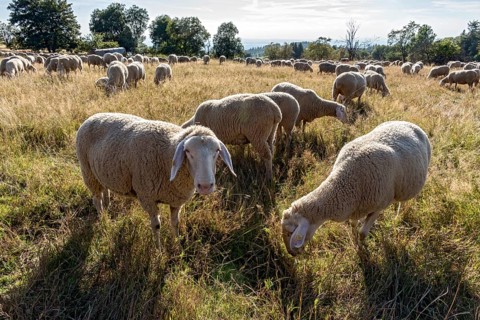 Domestic sheep (Ovis gmelini aries), herd, grazing on pasture, dry grass, backlight, summit