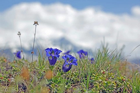 Gentian (Gentiana)