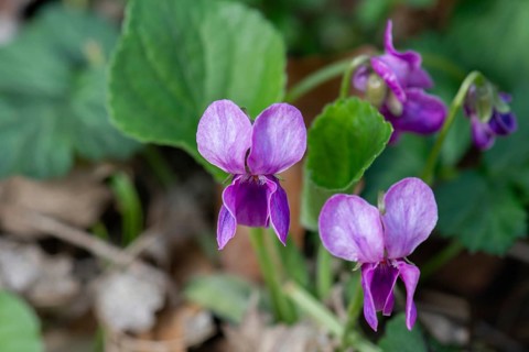 Fragrant violet (Viola odorata) Bavaria, Germany, Europe