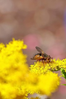 Hedgehog fly (Tachina fera), collecting nectar from a yellow flower of Solidago canadensis