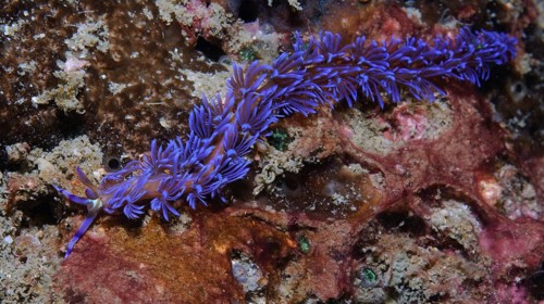 Underwater photo of thread snail blue dragon (Pteraeolidia semperi) carnivorous nudibranch