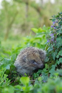European hedgehog (Erinaceus europaeus) adult animal in a springtime woodland, England, United