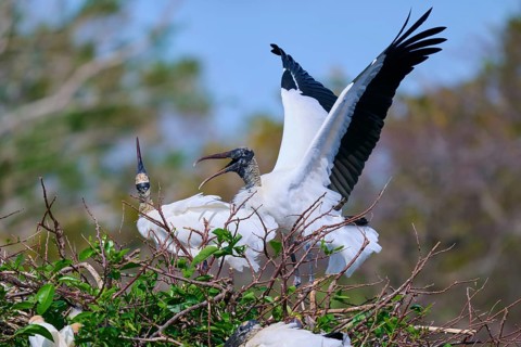Wood Stork (Mycteria americana), with spread wings perches on a nest made of branches in a natural