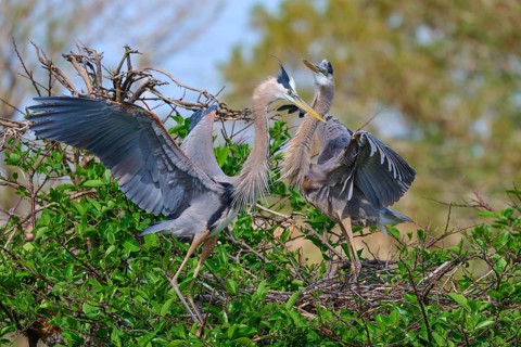 Two Great blue heron (Ardea herodias), with outstretched wings perched on branches surrounded by