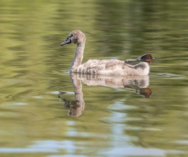 Mute swan (Cygnus olor), young bird swimming on a pond with one leg and foot in resting position,
