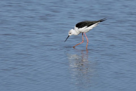Black winged stilt (Himantopus himantopus) adult wading bird feeding in shallow water, England,