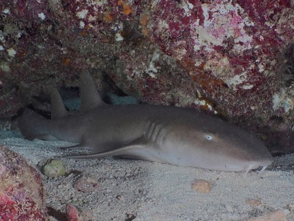 Atlantic nurse shark (Ginglymostoma cirratum) resting in an underwater cave on a sandy bottom. Dive