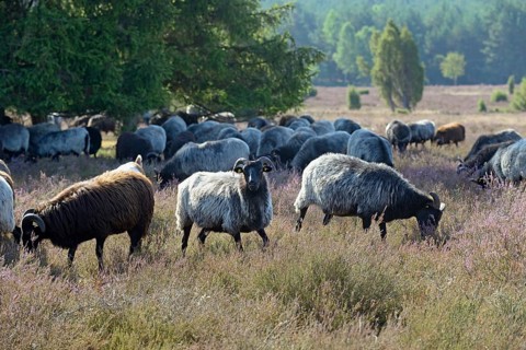 Heidschnucken (Ovis aries), herd in the blooming heathland, Südheide Nature Park, Lüneburg Heath,