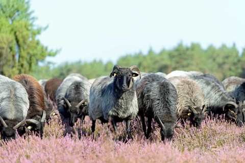 Heidschnucken (Ovis aries), herd in the blooming heathland, Südheide Nature Park, Lüneburg Heath,