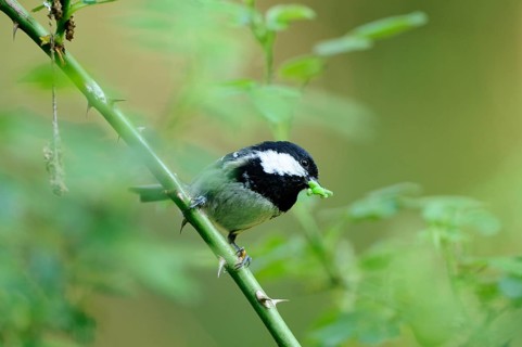 Coal tit (Periparus ater) perched on a green branch in a forest, Bavaria